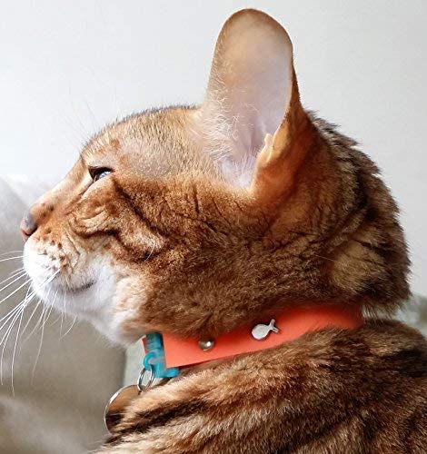 Visto en Vogue. Collar para Gato Tangerine de Kittyrama. Galardonado 'Cat Friendly'