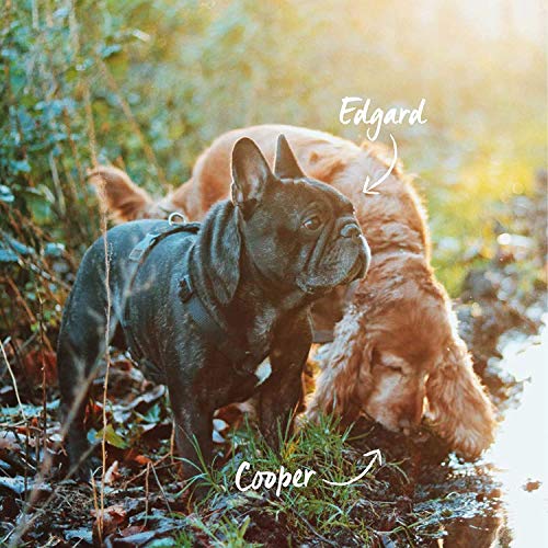 Edgard & Cooper pienso para perros adultos sin gluten, natural con tenera y pollo de corral ecológicos, 2.5kg comida balanceada sin harinas de carne ni carnes sobreprocesadas, cocinado a fuego lento