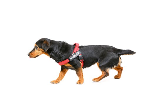 Julius-K9 16IDC-M-R-2015 IDC-Belt Harness, Color & Gray Series Size: Mini, Breast Measurement: 19, 5-26, 5"/49-67 cm, Red 2015 Model, XS, Rojo