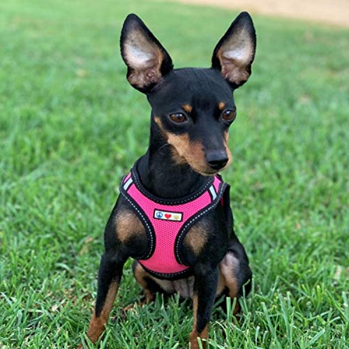 Pawtitas Arnes de Tela Antitirones Perro y Cachorros, Chaleco Acolchado para Mayor Comodidad, diseño Resistente, Ajustable y Transpirable Extra Pequeño Verde