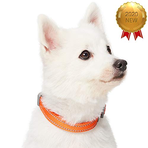 Umi. by Amazon - Pastel - Collar para perros L, cuello 45-66 cm, collares ajustables para perros (naranja calabaza)