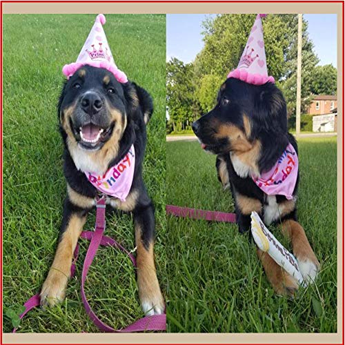 Bello Luna Bufandas del pañuelo del Feliz cumpleaños y Sombrero Lindo del Partido para los Perros Pet Decoraciones de Regalo de cumpleaños Conjunto - Rosa