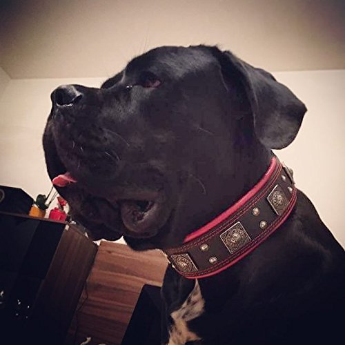 Bestia "Eros'' Collar de Perro de Cuero Genuino Medio. Razas de Grandes tamaños. 100% Cuero. Clouté.rembourré. Hecho a Mano en Europa