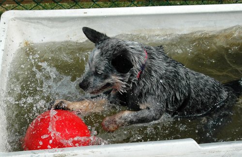 Boomer Ball