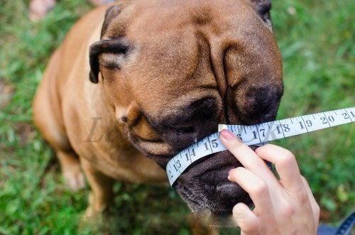 Champion-L&J Pets UK - Bozal de Piel para Perro Shar Pei