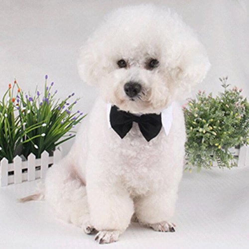 Diyafas 2 Piezas Corbata Formal del Gato Perro Perrito Gatito Algodón Bowknot Banda de Cuello Pajarita Ajustable para Mascotas