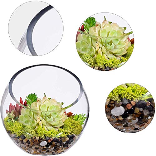 Ecosides Jarrón de cristal transparente inclinado para terrario,diseño de globo redondo de cristal con burbujas de corte ancho, para poner caramelos, plantas, flores, frutas, vidrio, 7" x7“