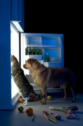 Edition Colibri 10571 - Postal de felicitación para perros y gatos, diseño de perro con gato por la noche