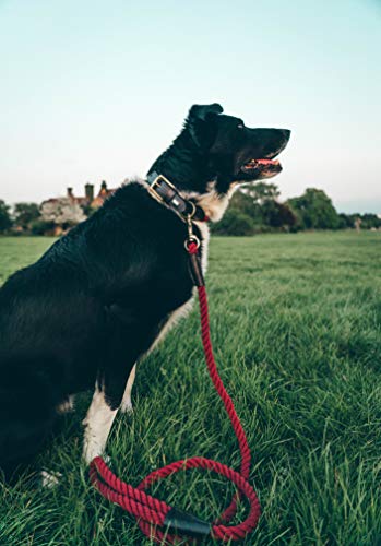 Embark Pets - Correa de cuerda para perro (algodón trenzado, con acabado de piel resistente, para perros de razas pequeñas, medianas y grandes, resistente, para entrenamiento, caminar, senderismo