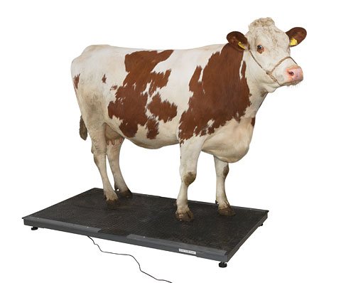 Kerbl PS3000 - Báscula para animales (hasta 1500 kg)