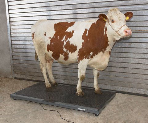 Kerbl PS3000 - Báscula para animales (hasta 1500 kg)