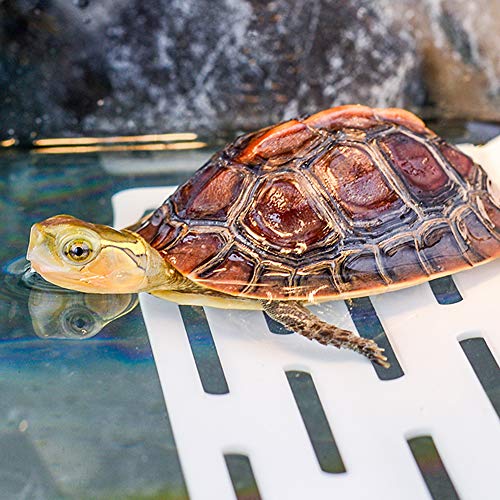 LFS - Banco de tortuga flotante con plataforma para tumbonas