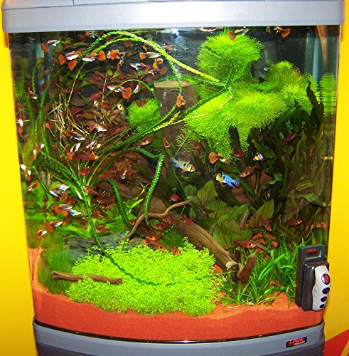 Sera 31150 Mondi Biotop Cube 130 XXL un 130 L Agua Dulce de Acuario Completo con pl de T5 iluminación y Filtración.