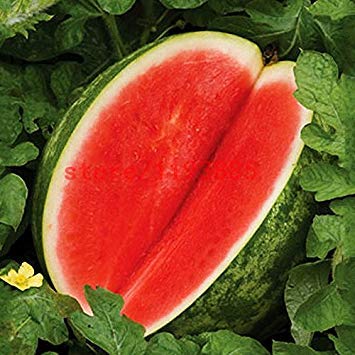 Vista 30pcs graines de Melon Sans pépins graines de Melon d'eau Fruits variété de plantes fraîches fraîches d'été Plante de bonsaï pour la Maison Jardin Comme Cadeau d'enfant