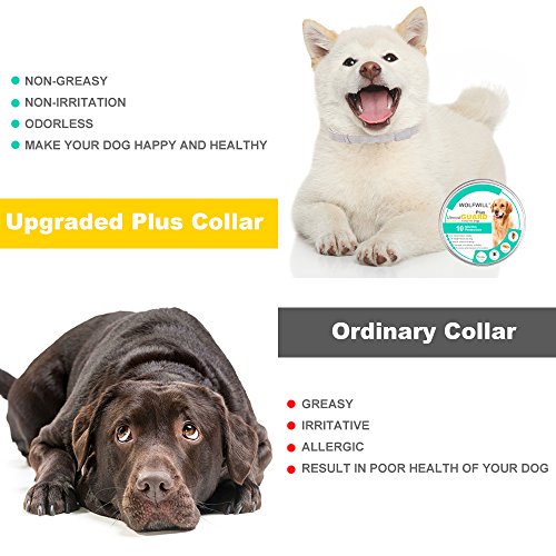 WOLFWILL Collar de Pulgas y Garrapatas para Perro,Acción Prolongada 10 Meses de Protección y Prevención contra Pulgas Garrapatas,Piojos,Talla Única para Todos,Ajustable, Impermeable