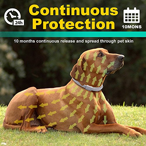 WOLFWILL Collar de Pulgas y Garrapatas para Perro,Acción Prolongada 10 Meses de Protección y Prevención contra Pulgas Garrapatas,Piojos,Talla Única para Todos,Ajustable, Impermeable