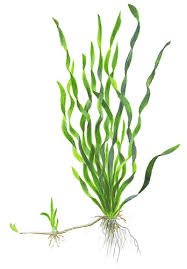 3 Bunch Vallisneria americana 'Asiatica' - Plantas para acuarios