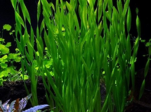 3 Bunch Vallisneria americana 'Asiatica' - Plantas para acuarios