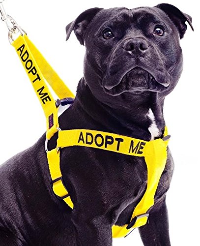 ADOPT ME (I Need A New Home) - Arnés para perro L-XL con código de color amarillo que evita accidentes por advertencia a otros de su perro por adelantado