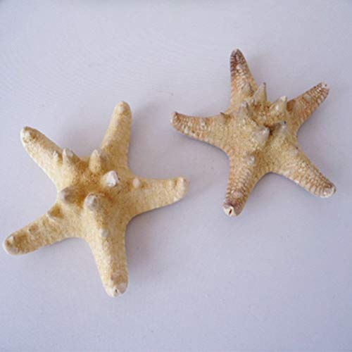 Amosfun 4pcs Estrellas de mar Naturales para Manualidades Shell Conch Wall Decoración de Jardines Decoración de Bodas para acuarios (5-8cm)