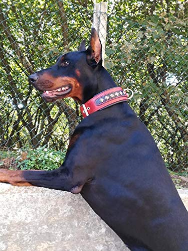 Bestia '' Balteus '' Collar de Perro con Tachuelas de Cuero