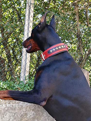 Bestia '' Balteus '' Collar de Perro con Tachuelas de Cuero