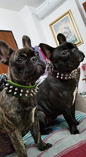 Bestia "Frenchie'' Collar de Perro con púas, 100% Cuero, Acolchado Suave, Fabricado en Europa