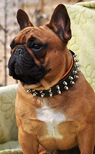 Bestia "Frenchie'' Collar de Perro con púas, 100% Cuero, Acolchado Suave, Fabricado en Europa