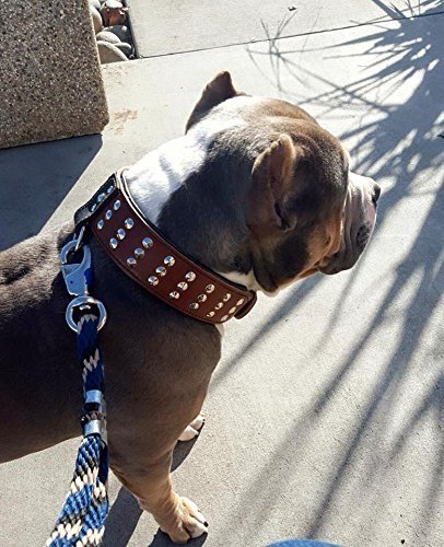 Bestia '' Star '' Collar de Perro de Cuero Genuino con Tachuelas