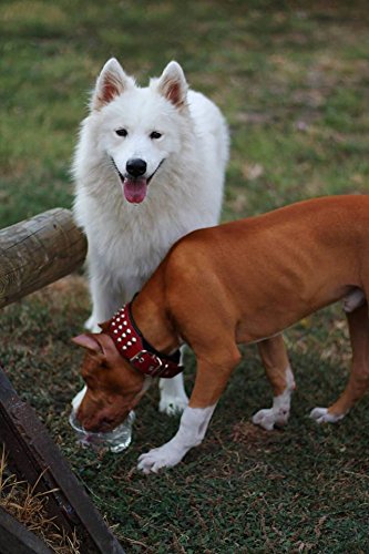 Bestia '' Star '' Collar de Perro de Cuero Genuino con Tachuelas