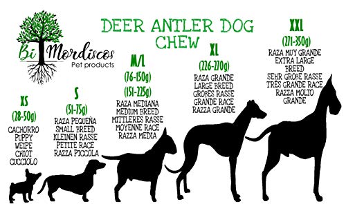 BiMordiscos Mordedor de asta de ciervo para perros - 100% natural (M 76-150g)