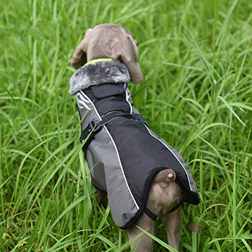 BZZBZZ Ropa de Abrigo para Perros, Chaqueta para Exteriores, Lluvia y frío, Cofre y Espalda sin Mangas, con Tiras Reflectantes Ajustables