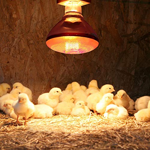 Calentador de gallinero, lámpara de Calor Bombilla de Vidrio Duro Rojo Bombilla para Pollo Cerdo Granja Mascotas Fisioterapia Baño en Invierno E27 Base(250W)