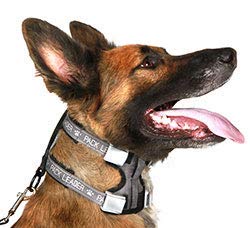 Cesar Millan, Collares de Perro, Pack Leader Collar, Gris (Medio)