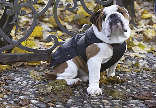 Croci Acolchado Específico Ajuste para Bulldog Francés, Bulldog Inglés y Chaqueta Carlino para Perros, 55 cm