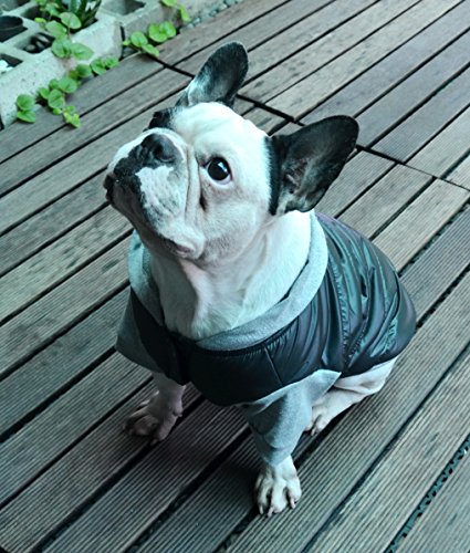 Doggydolly - Chaqueta de Invierno para Perro con Capucha para Perro Pug y Bulldog francés, Color Negro y Gris, Talla XL