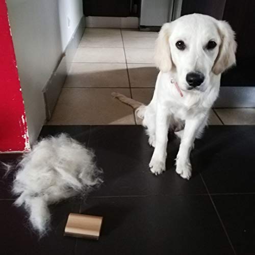 Générique Deshedding - Cepillo antipelos para Gatos y Perros, antimoho, Elimina el Pelo Muerto Corto y Largo, Peine mágico y antipelos, Herramienta de Aseo Pro PilpoilTM, Mango de Madera ergonómico