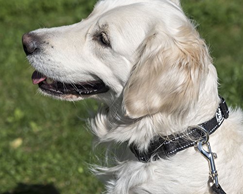 Happilax Collar Nylon Perro Mediano Resistente, Ajustable y Reflectante en Negro