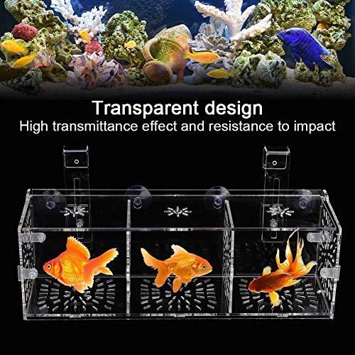 Hffheer Tanque de Peces Cría Caja de Aislamiento Acuario Aclimatación Incubadora Incubadora Acrílico Transparente Acuario Incubadora Incubadora Titular(30CM)