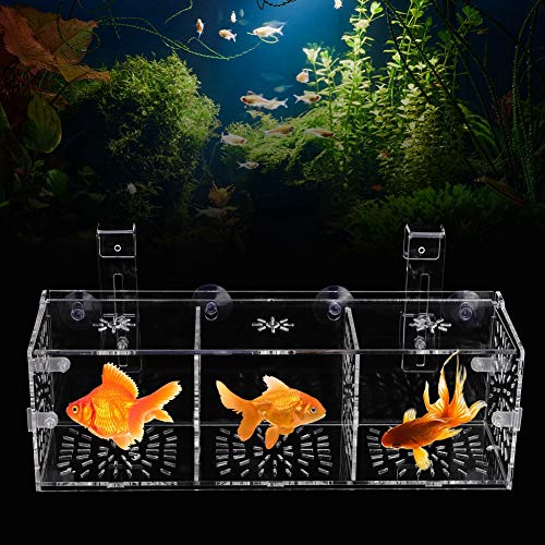 Hffheer Tanque de Peces Cría Caja de Aislamiento Acuario Aclimatación Incubadora Incubadora Acrílico Transparente Acuario Incubadora Incubadora Titular(30CM)