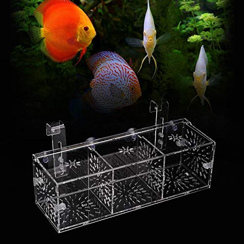 Hffheer Tanque de Peces Cría Caja de Aislamiento Acuario Aclimatación Incubadora Incubadora Acrílico Transparente Acuario Incubadora Incubadora Titular(30CM)