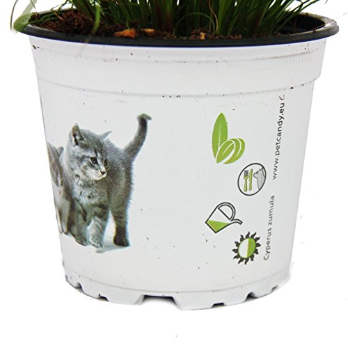 hierba de gato - Cyperus alternifolius - 3 plantas - al apoyo digestivo de gatos