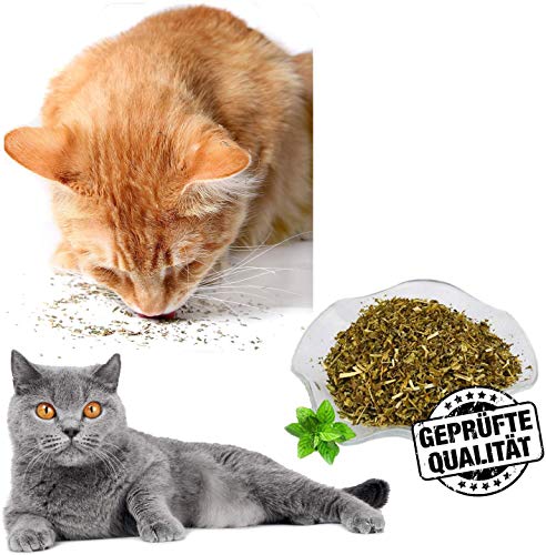 Hierba gatera de ratán de plata orgánica, 100% para gatos y gatitos, polvo de ratán plateado natural, cosecha silvestre sin aditivos ni conservantes