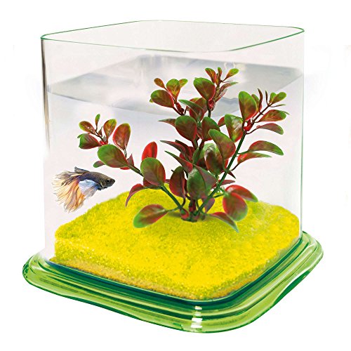 ICA PT072C Bettera Betta Paradise, Verde