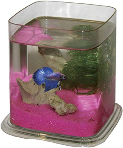 ICA PT073A Bettera Betta Battle Paradise, Incoloro