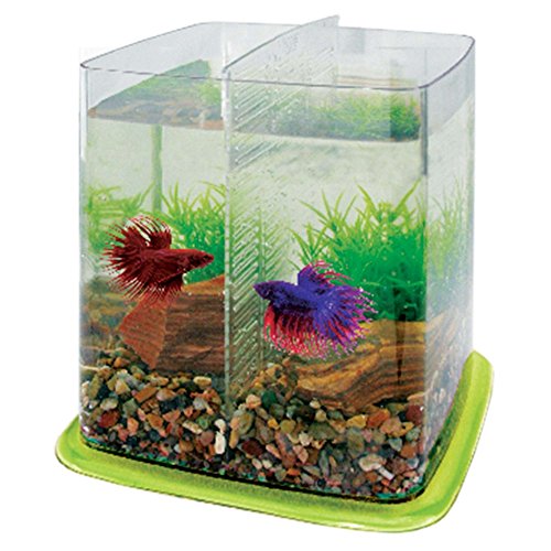 ICA PT073C Bettera Betta Battle Paradise, Verde