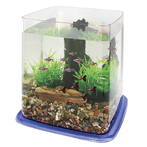 ICA PT073D Bettera Betta Battle Paradise, Azul