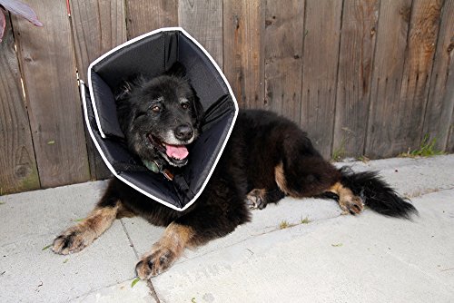 James and Steel All Four Paws - Collarín de recuperación para Mascotas The Comfy Cone