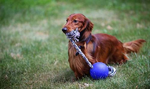 Jolly Mascotas Ball Romp-N-Roll Perro de Peluche, 10 cm, Color Azul