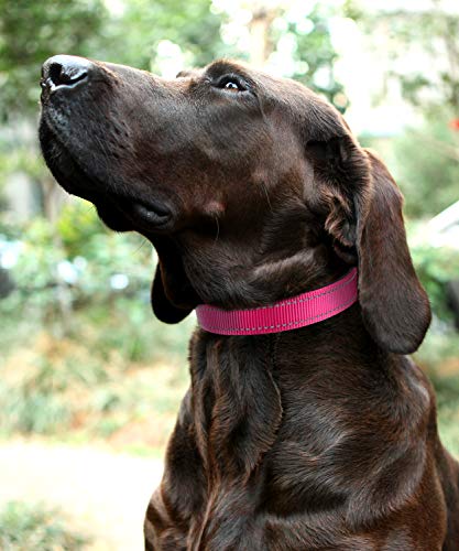 Joytale Collar Perro Reflectante,Nylon Collar Acolchado con Neopreno,Ajustable para Perros Grande,40-60cm,Rosa Caliente